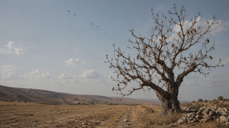 Jeremiah 8 Commentary - Featured Image - Bare tree in a quiet field